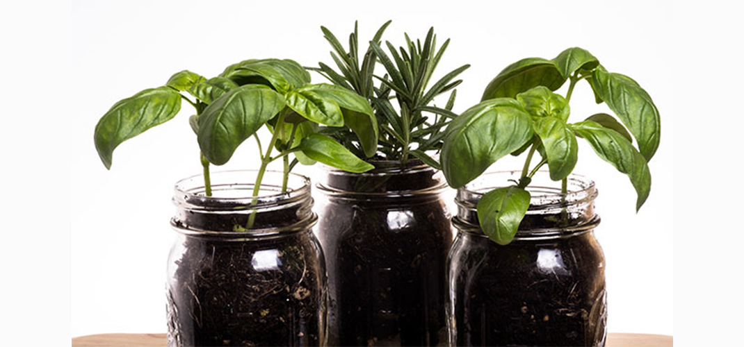 Mason Jar Herb Garden